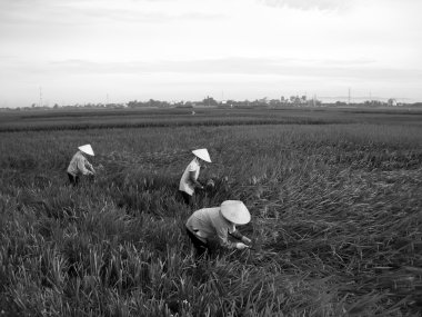 Vietnamca Çiftçi hasat pirinç alan