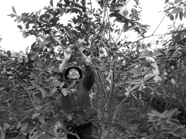Agricultor vietnamita cuida das árvores no jardim — Fotografia de Stock
