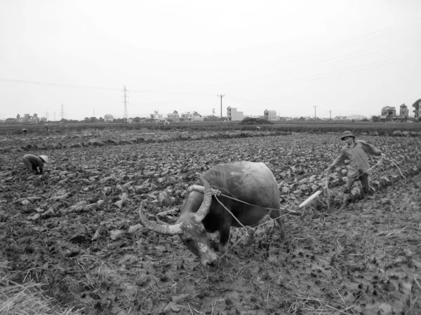 Un agriculteur vietnamien travaille dans un champ avec des buffles d'eau — Photo