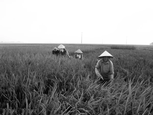 Vietnamca Çiftçi hasat pirinç alan — Stok fotoğraf