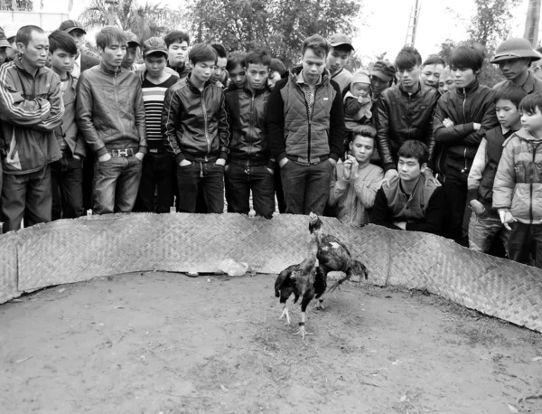 La gente ve peleas de gallos — Foto de Stock