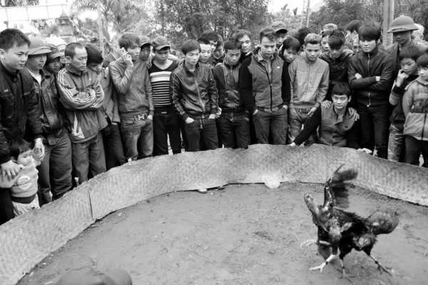 La gente ve peleas de gallos —  Fotos de Stock