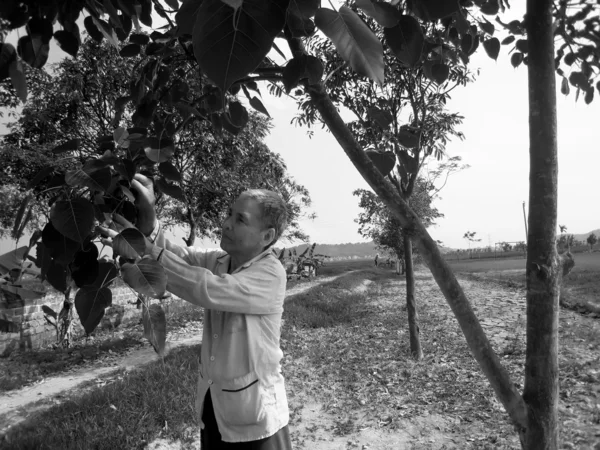 Agricultor vietnamita cuida das árvores no jardim — Fotografia de Stock