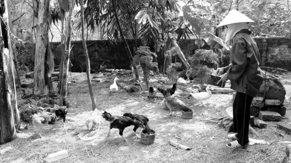 Vietnamees vrouw landbouwer voeden de kippen in de tuin — Stockfoto