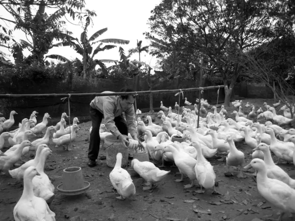 Vietnamca çiftçi tarafından pirinç ördek besleme — Stok fotoğraf