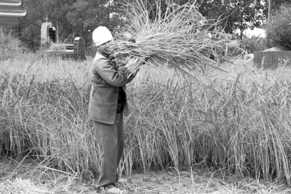 Vietnamské ženy zemědělci sklizeň na rýžové pole — Stock fotografie