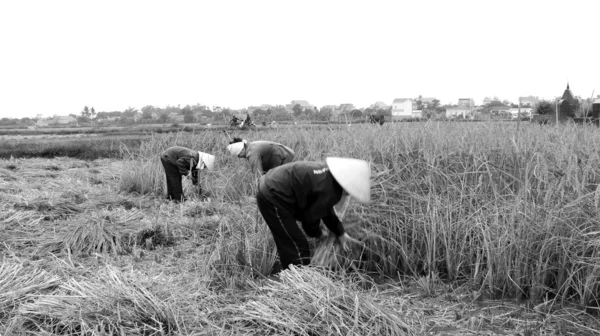 Женщина-фермер Вьетнама собирает урожай на рисовом поле — стоковое фото
