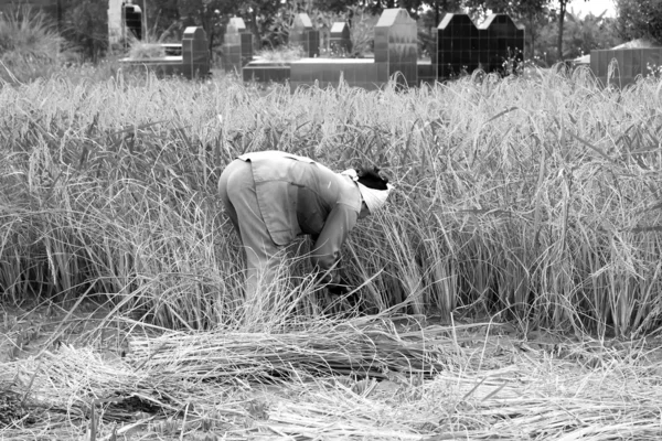Campesina vietnamita cosecha en un campo de arroz — Foto de Stock