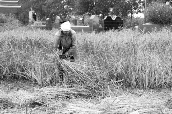 Vietnamese woman farmer harvest on a rice field — Stock Photo, Image