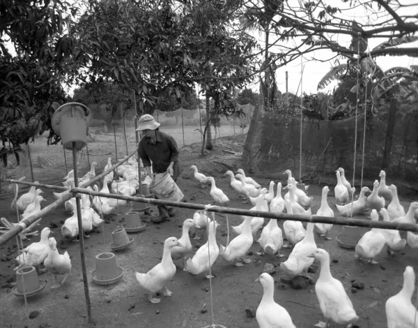 鴨ご飯をフィードにベトナムの農家 — ストック写真