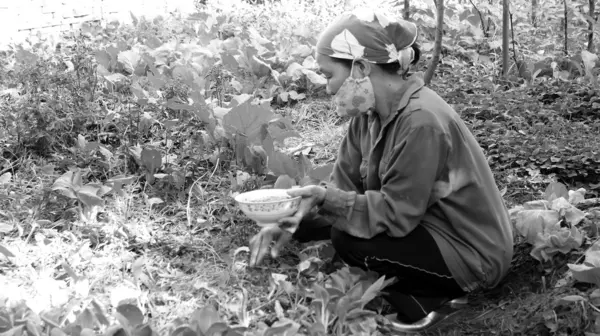 Vietnamese woman farmer gardening — Stock Photo, Image