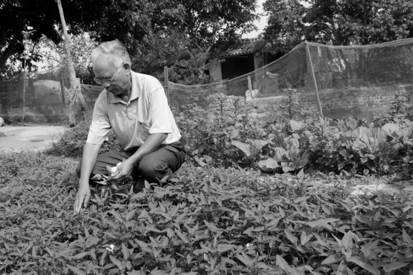 Agricultor colheita de legumes — Fotografia de Stock