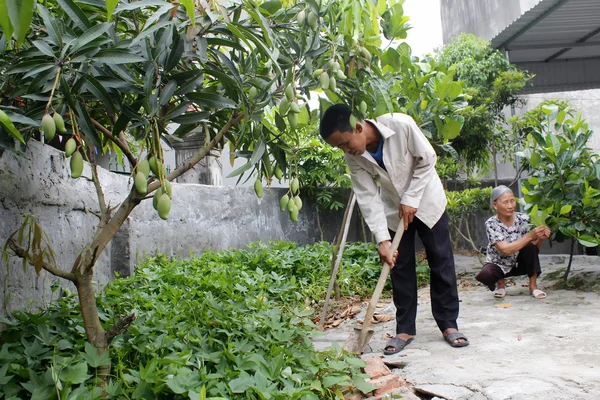 Hai Duong, Vietnam, augustus, 4: vrouw en man zorg groenten in — Stockfoto