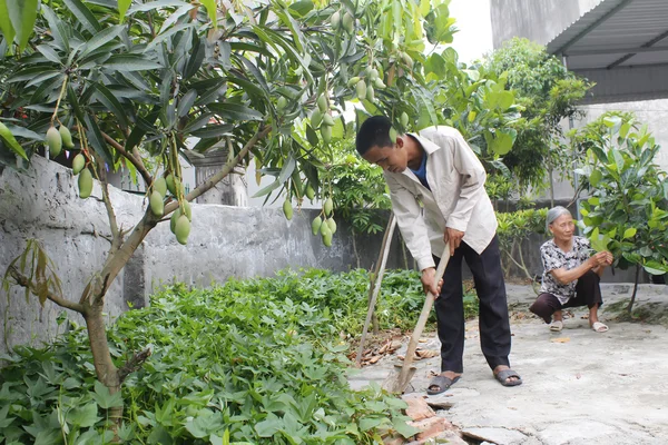 HAI DUONG, VIETNAM, August, 4: woman and man care vegetables in — Stock Photo, Image