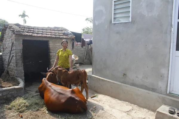 HAI DUONG, VIETNAM, 4 août : Une femme asiatique soigne sa vache le 4 août — Photo