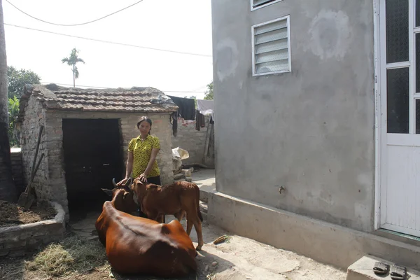 HAI DUONG, VIETNAM, 4 agosto: Cura delle donne asiatiche mucca il 4 agosto — Foto Stock