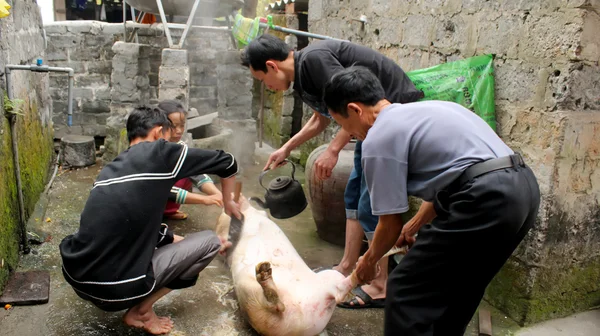 HAI DUONG, VIETNAM, 4 DE JULIO: grupo asiático mató a cerdo para alimentarse — Foto de Stock