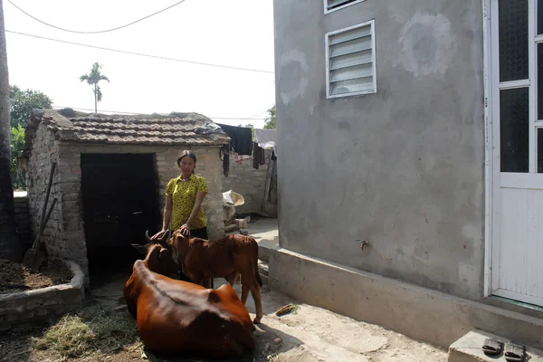 HAI DUONG, VIETNAM, 4 de agosto: Vaca asiática el 4 de agosto — Foto de Stock