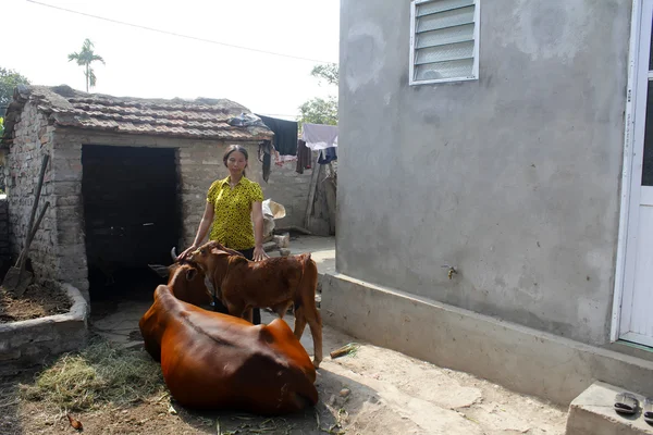 HAI DUONG, VIETNAM, 4 de agosto: Mulher asiática cuida da vaca em 4 de agosto — Fotografia de Stock