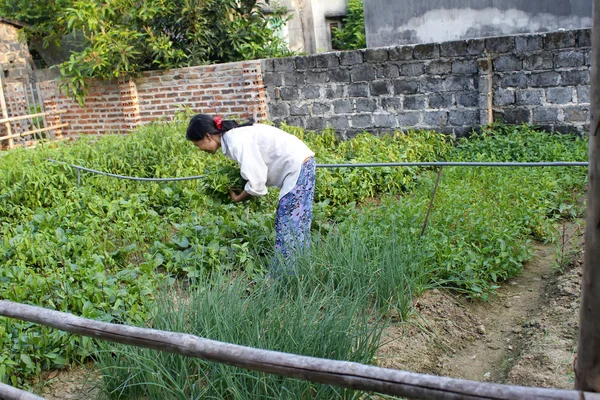 Hai Duong, Vietnam, augustus, 4: vrouw plukken van groenten in garde — Stockfoto