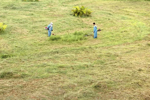 Gardener mowing lawn with gas trimmer, vietnam — Stock Photo, Image