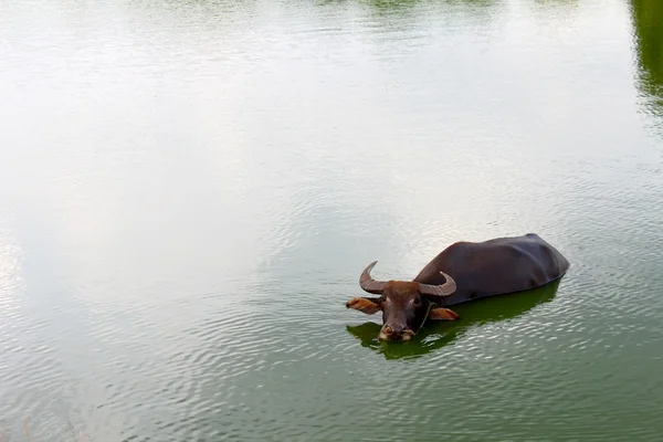 O búfalo de água na lagoa — Fotografia de Stock