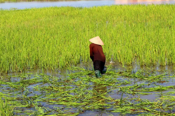 Peasant woman cutting rice in the field — Stock Photo, Image