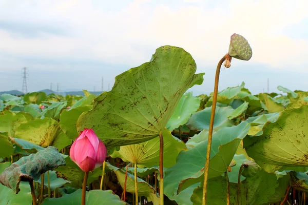 The lotus in the pond — Stock Photo, Image