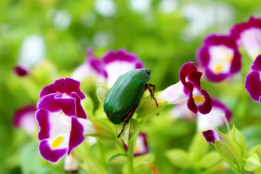 yeşil böcek mor çiçek üzerinde oturan