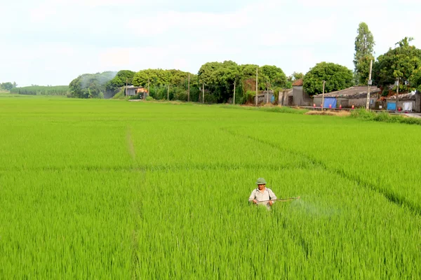 Farmers spraying pesticides in rice field — Stock Photo, Image