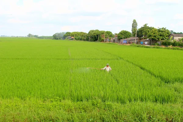 Zemědělci postřik pesticidy v poli rýže — Stock fotografie