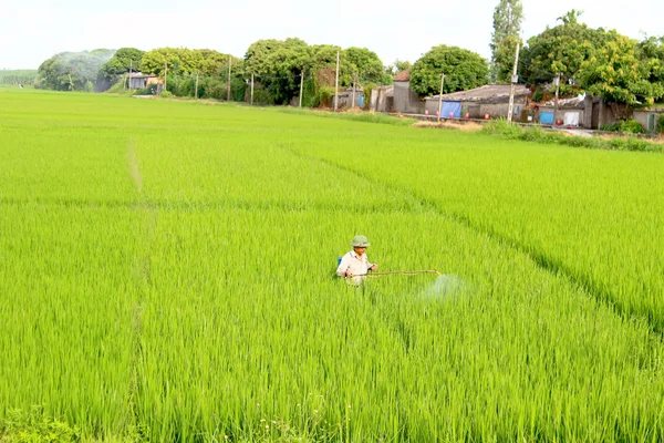 Zemědělci postřik pesticidy v poli rýže — Stock fotografie