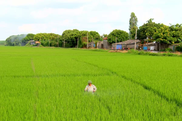 Αγρότες, τον ψεκασμό φυτοφαρμάκων στον τομέα του ρυζιού — Φωτογραφία Αρχείου
