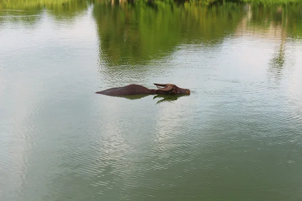 연못에 물 버팔로 — 스톡 사진