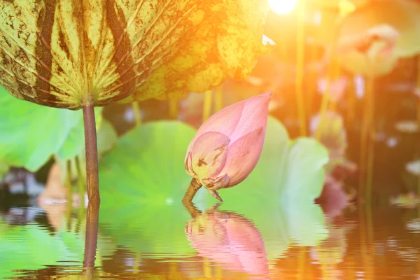De lotus in de vijver — Stockfoto