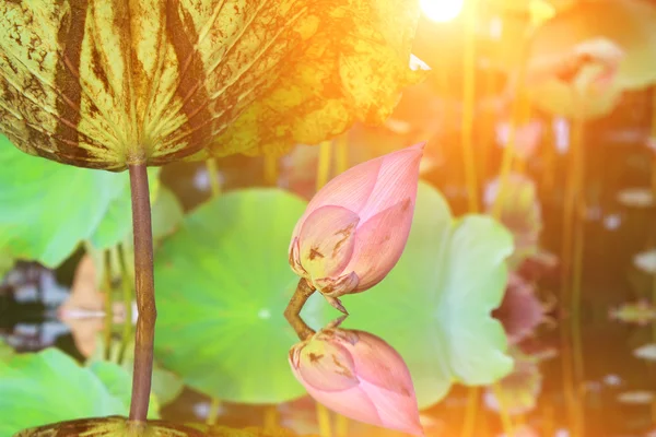 The lotus in the pond — Stock Photo, Image