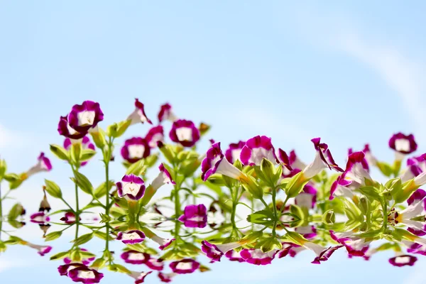 Jolie fleur violette dans le champ — Photo