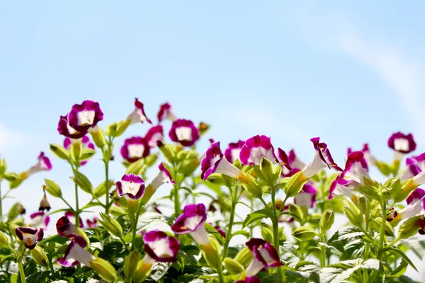 Красивый фиолетовый цветок в поле — стоковое фото
