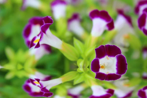 フィールドの素敵な紫色の花 — ストック写真