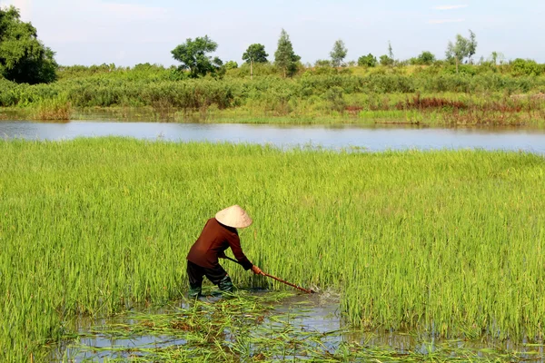 Campesina cortando arroz en el campo — Foto de Stock