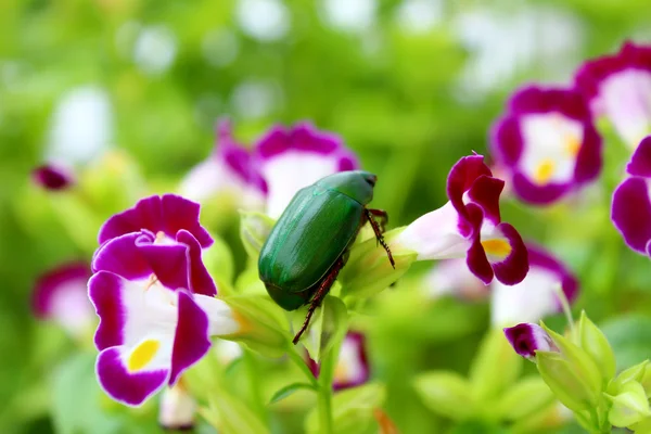 Coléoptère vert assis sur la fleur violette — Photo