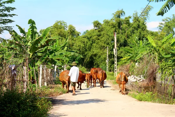 Man en koeien op de weg — Stockfoto