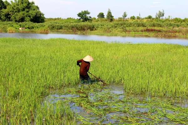 Peasant woman cutting rice in the field — Stock Photo, Image