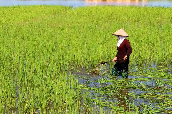 Peasant woman cutting rice in the field — Stock Photo, Image