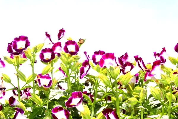 Nice purple flower in the field — Stock Photo, Image