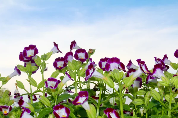 Красивый фиолетовый цветок в поле — стоковое фото