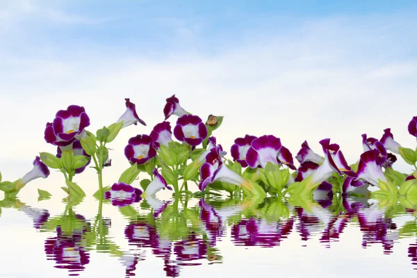 Bel fiore viola nel campo — Foto Stock