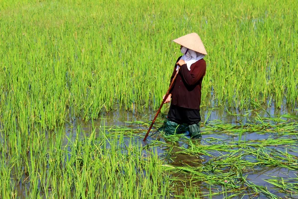 Peasant woman cutting rice in the field — Stock Photo, Image