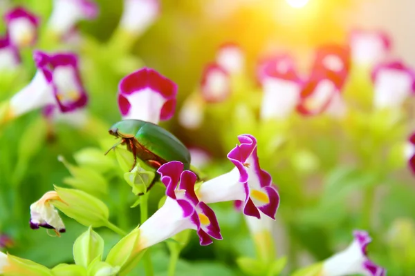 紫の花の上に座って緑のカブトムシ — ストック写真