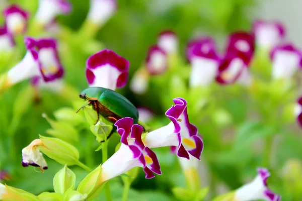 紫の花の上に座って緑のカブトムシ — ストック写真